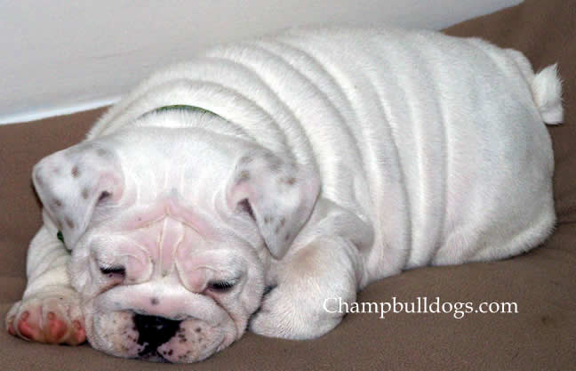 English Bulldog puppies pictures